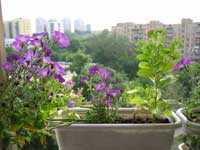 Цветы на балконе